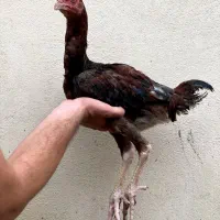 جوجه لاری اصیل|حیوانات مزرعه|بندر گز, |دیوار