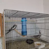 جفت عروس وایت فیس با جوجه