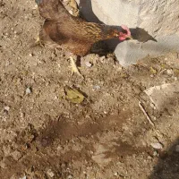 مرغ تخمگذار