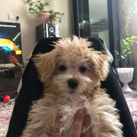 فروشی سگ|سگ|محمدیه-قزوین, |دیوار