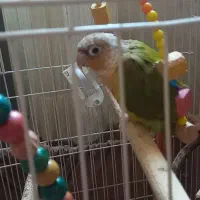 عروس هلندی وگرینچیک|پرنده|شفت, |دیوار