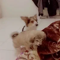 توله میکس ماده ۲ ماهه کم‌صدا