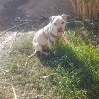 سگ پیت بول|سگ|کاشمر, |دیوار