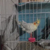 عروس جفت دارم این مادش هست