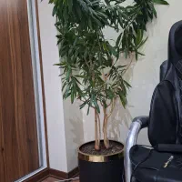 گیاه طبیعی،پله دوآ|گل و گیاه طبیعی|تهران, سید خندان (جلفا)|دیوار