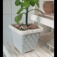 گل های آپارتمانی|گل و گیاه طبیعی|ملایر, |دیوار