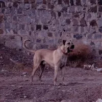 40300|سگ|ترکمانچای, |دیوار