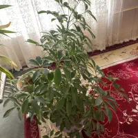گل فروشی|گل و گیاه طبیعی|چناران, |دیوار