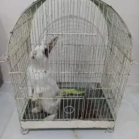 خرگوش|موش و خرگوش|سنندج, |دیوار