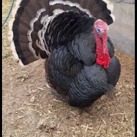 بوقلمون بوربون و برنز (قه لی سور و رش)|حیوانات مزرعه|مریوان, |دیوار