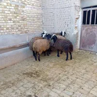 بره نژاد اصیل شال