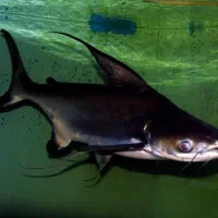 پنکوسی شکاری