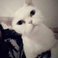 گربه پرشین|گربه|ملارد, |دیوار
