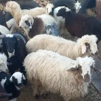 بره کهره دبر چبش|حیوانات مزرعه|پاسارگاد, |دیوار