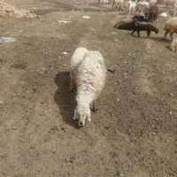 یک عدد میش زاییده