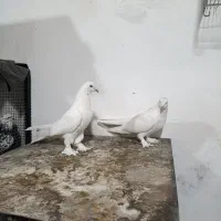 کبوتر سفید گلی|پرنده|شهرکرد, |دیوار