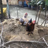 خروس زینتی کوشین