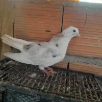 کبوتر پرشی معاوضه|پرنده|آق قلا, |دیوار