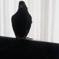 کبوتر گمشده|حیوانات|بیجار, |دیوار