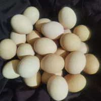 تخم|خوردنی و آشامیدنی|زاهدان, |دیوار