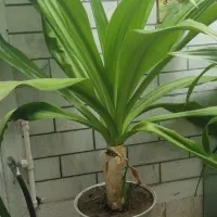 سوسن عنکبوتی
