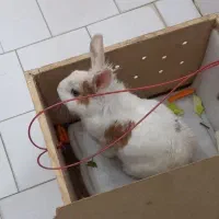 خرگوش  بازی گوش سفید