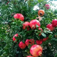 جذب نفرات با انگیزه وخواستاراینده خوب و درآمد خوب