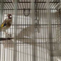 سهره نر. حنجره دار کشیده .