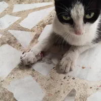 گربه