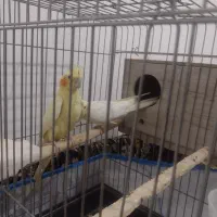 یک جفت عروس هلندی صددرصد تضمینی|پرنده|بومهن, |دیوار