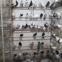کبوتر