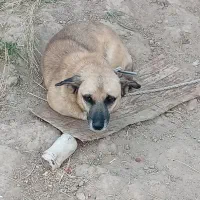 سگ پا کوتاه