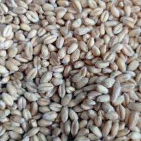 خوراک دام طیور ملازینالی