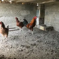 مرغ