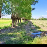 زمین کشاورزی فولادمحله