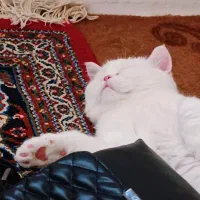 گربه نر جهت جفتگیری