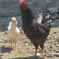 خروس یک تیغ سیاه