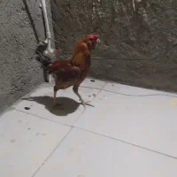 خوروس