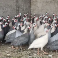مرغ شاخدار تخم مرغ نطفه دار جوجه