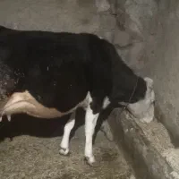 فروش گاو|حیوانات مزرعه|سارال, |دیوار