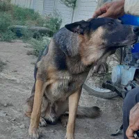 سگ ژرمن اصیل نر ماده