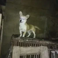پاکوتاه باهوش ماده