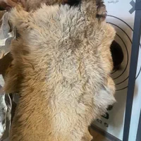 فروش ویژه پوست بز و بره|صنایع دستی و سایر لوازم تزئینی|قم, آذر (نکویی)|دیوار