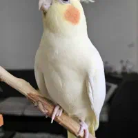 عروس هلندی ماده