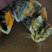 واگذاری گربه|گربه|پرند, فاز ۲|دیوار