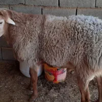 بره ماده سبک کابور زاییده شیشک چینی|حیوانات مزرعه|سده (خراسان جنوبی), |دیوار