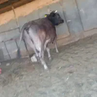 ۲راس گاو شیری|حیوانات مزرعه|جوین, |دیوار