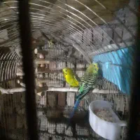 یک جفت مرغ عشق مولد و یک عدد جوجشون|پرنده|کبودرآهنگ, |دیوار