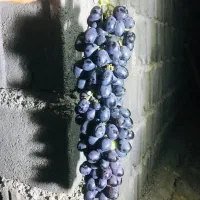 انگور شرابی