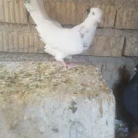دو جفت طوقی|پرنده|شیراز, احمدآباد|دیوار